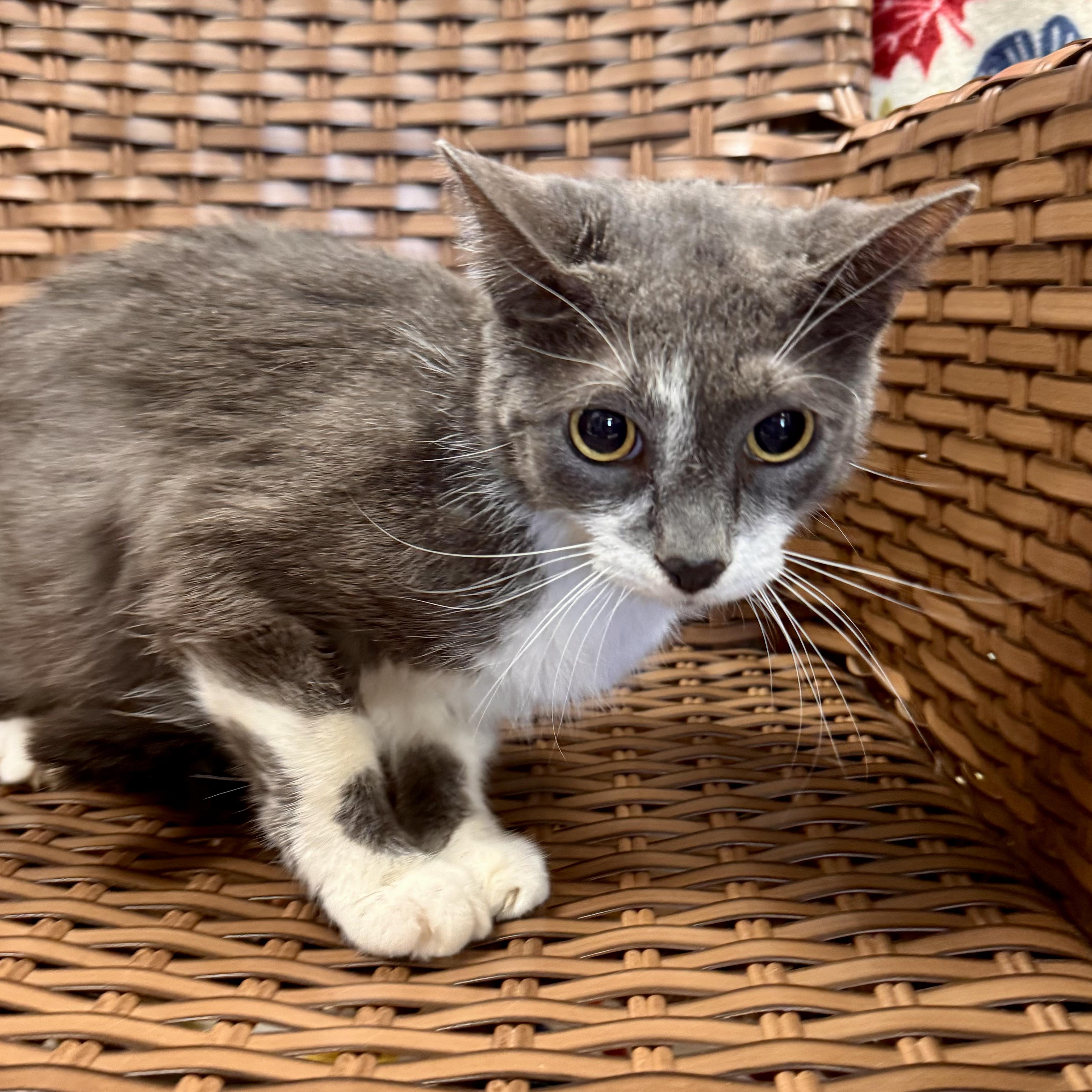 Gobble, a Adoptable Domestic Short Hair in Midland, MI image 3/6