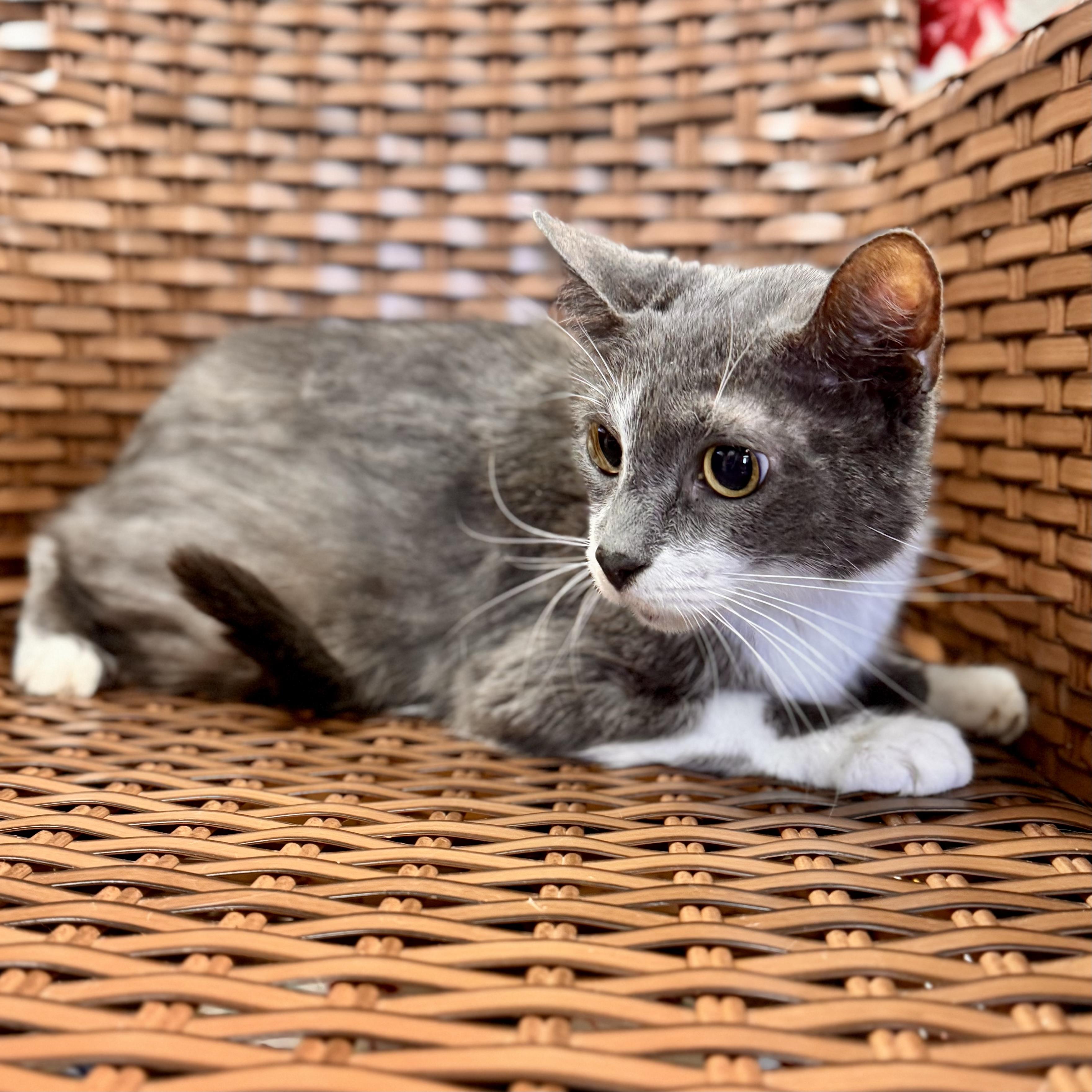 Gobble, a Adoptable Domestic Short Hair in Midland, MI image 5/6