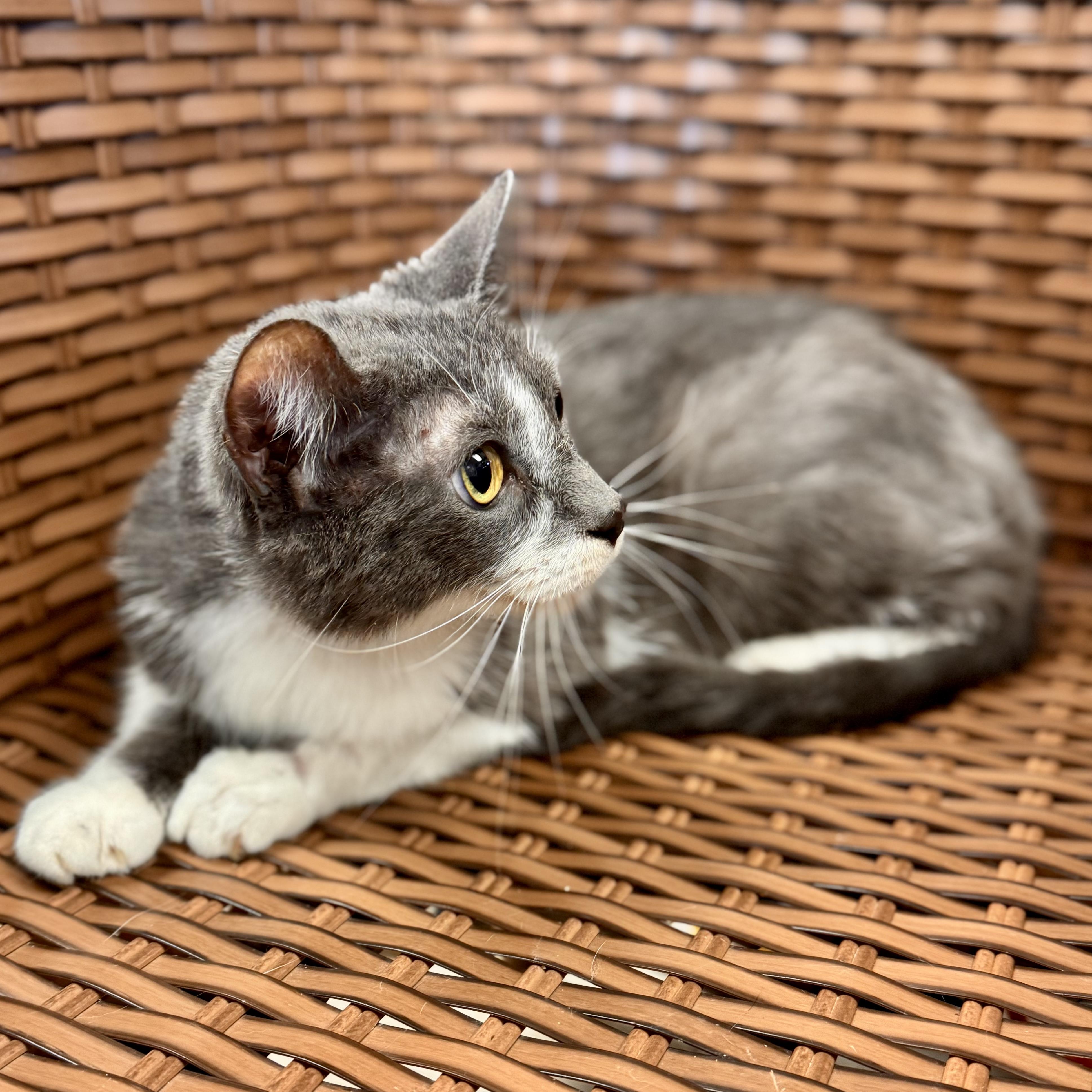 Gobble, a Adoptable Domestic Short Hair in Midland, MI image 6/6