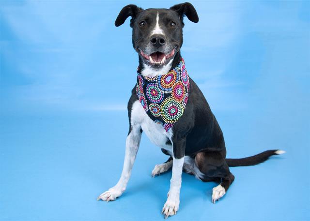 Enlarge ERIS, a Adoptable mixed breed in Colorado Springs, CO image 1/1