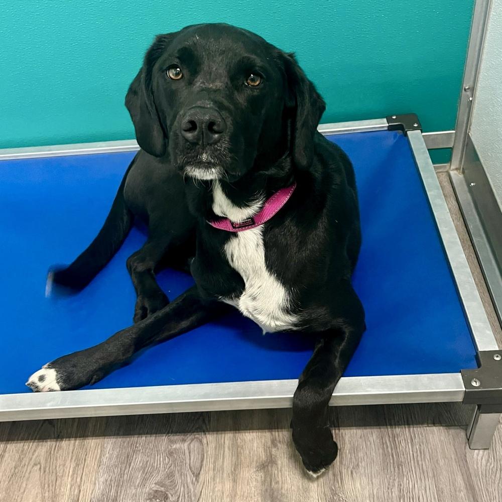 Enlarge Gracie, a Adoptable mixed breed in Hurricane, UT image 1/4