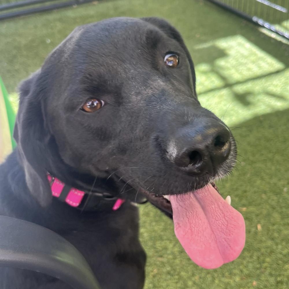 Enlarge Gracie, a Adoptable mixed breed in Hurricane, UT image 2/4