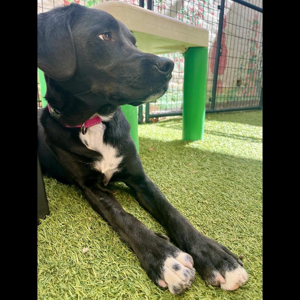 Enlarge Gracie, a Adoptable mixed breed in Hurricane, UT image 4/4