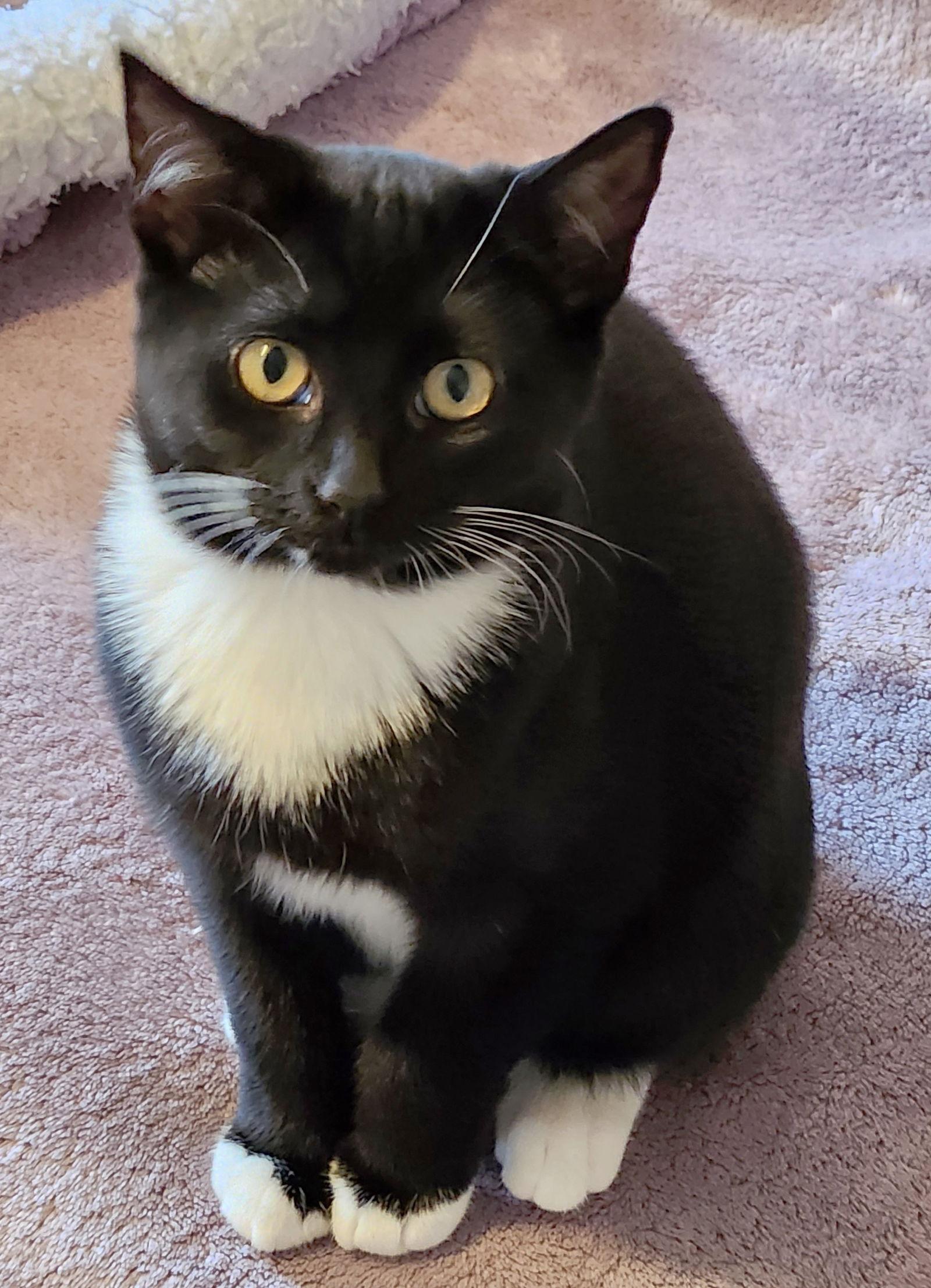 Enlarge Grace, a Adoptable Domestic Short Hair in Anacortes, WA image 2/2