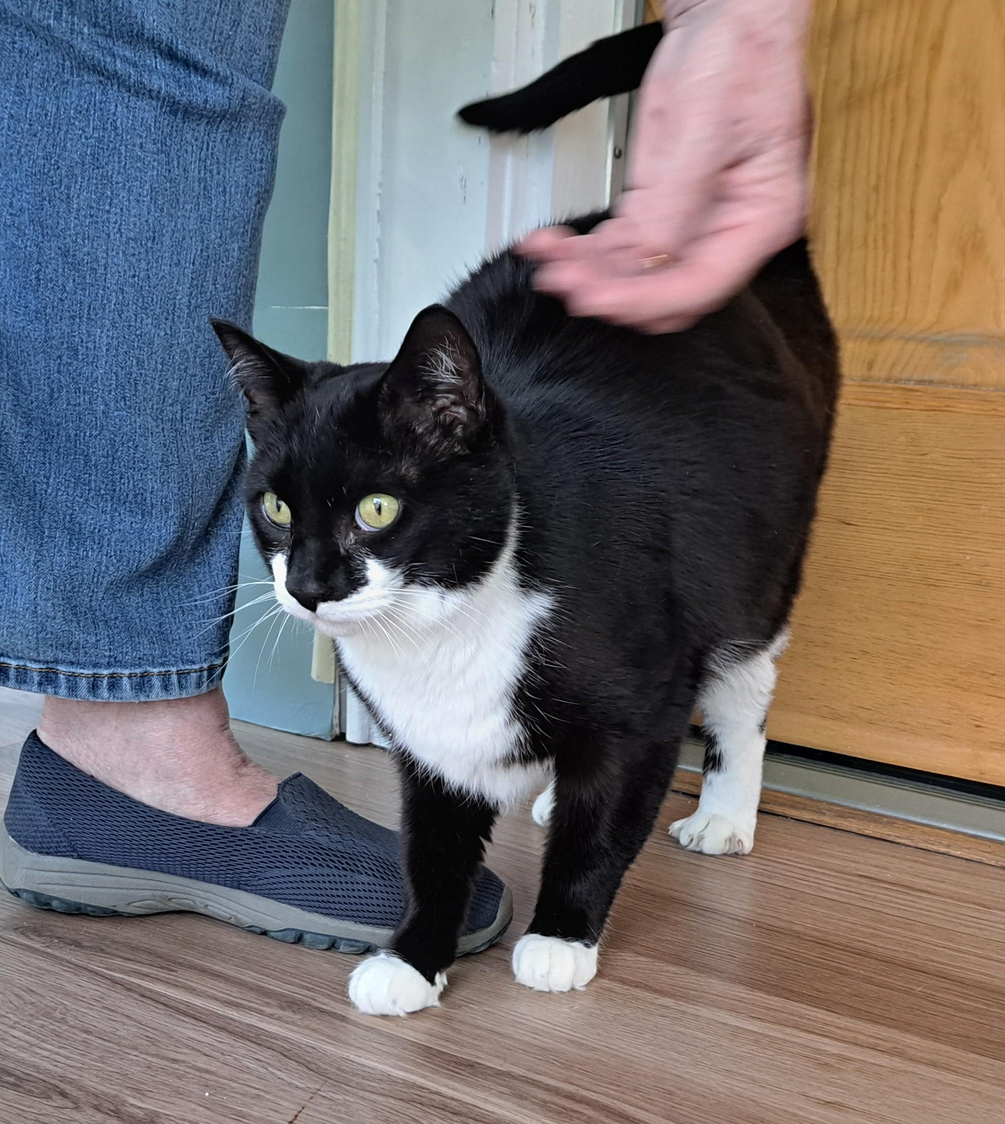 Enlarge Lacey, a Adoptable Tuxedo in New Albany, OH image 3/6