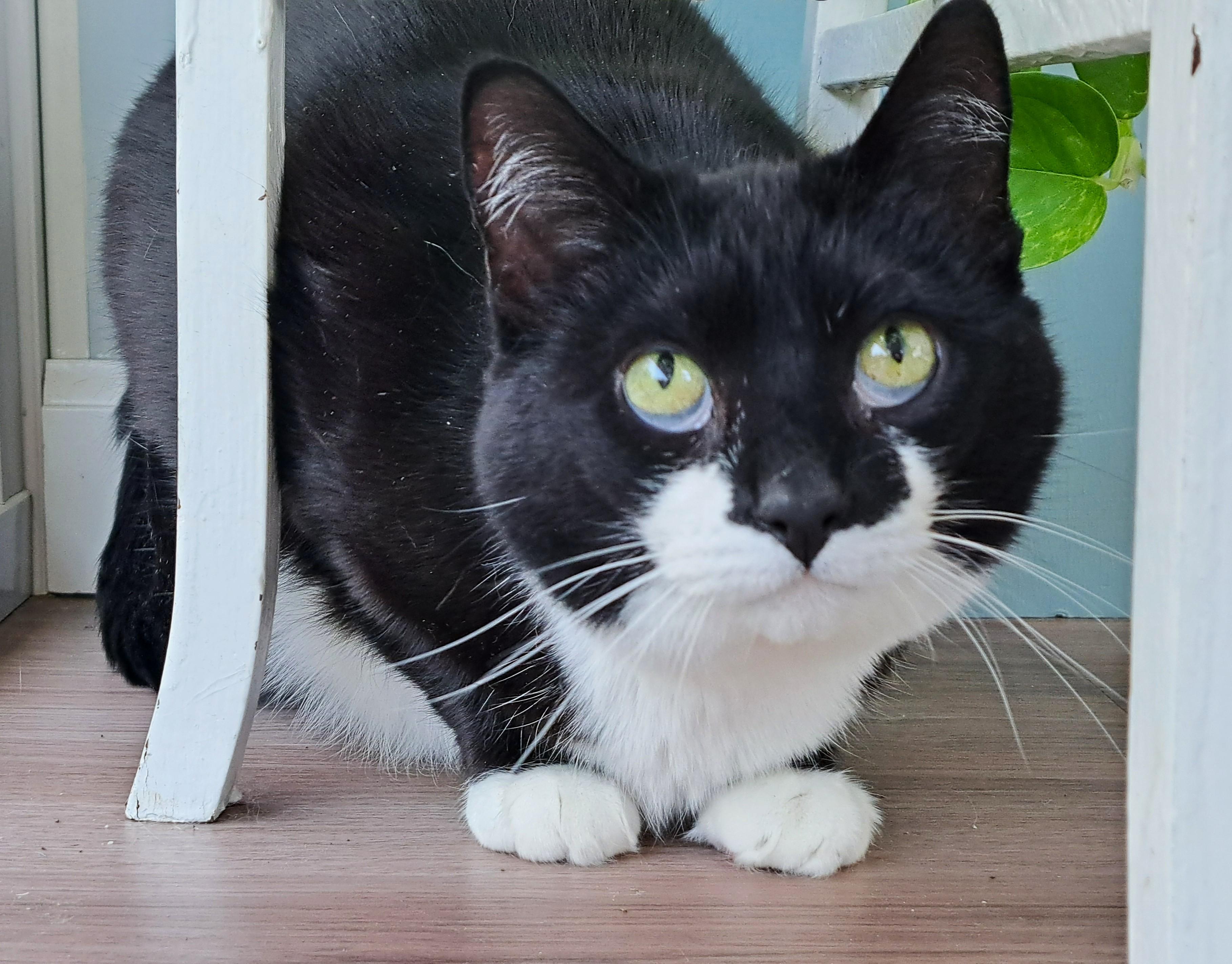 Lacey, Adoptable, Adult Female Tuxedo.