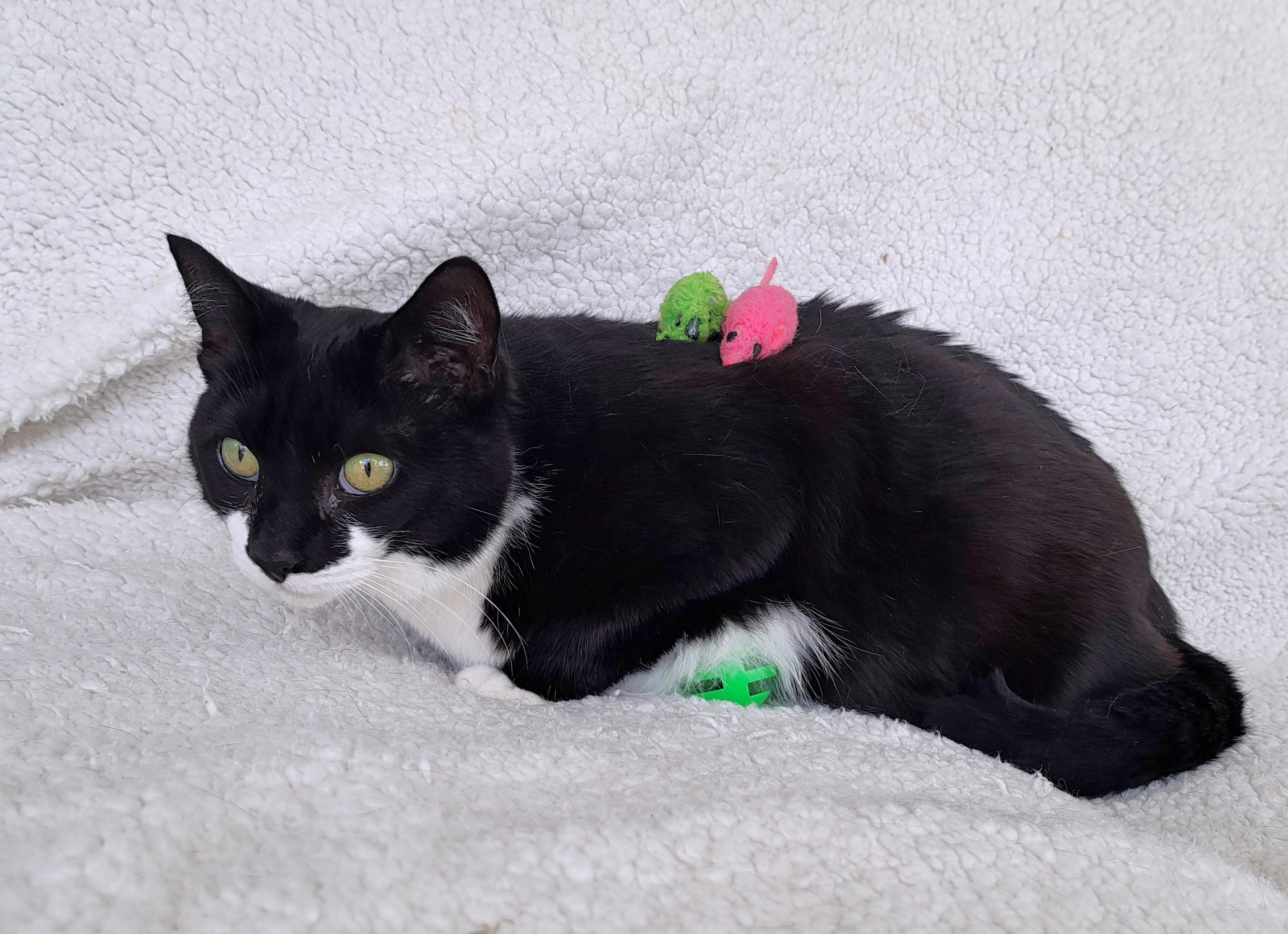 Enlarge Lacey, a Adoptable Tuxedo in New Albany, OH image 5/6