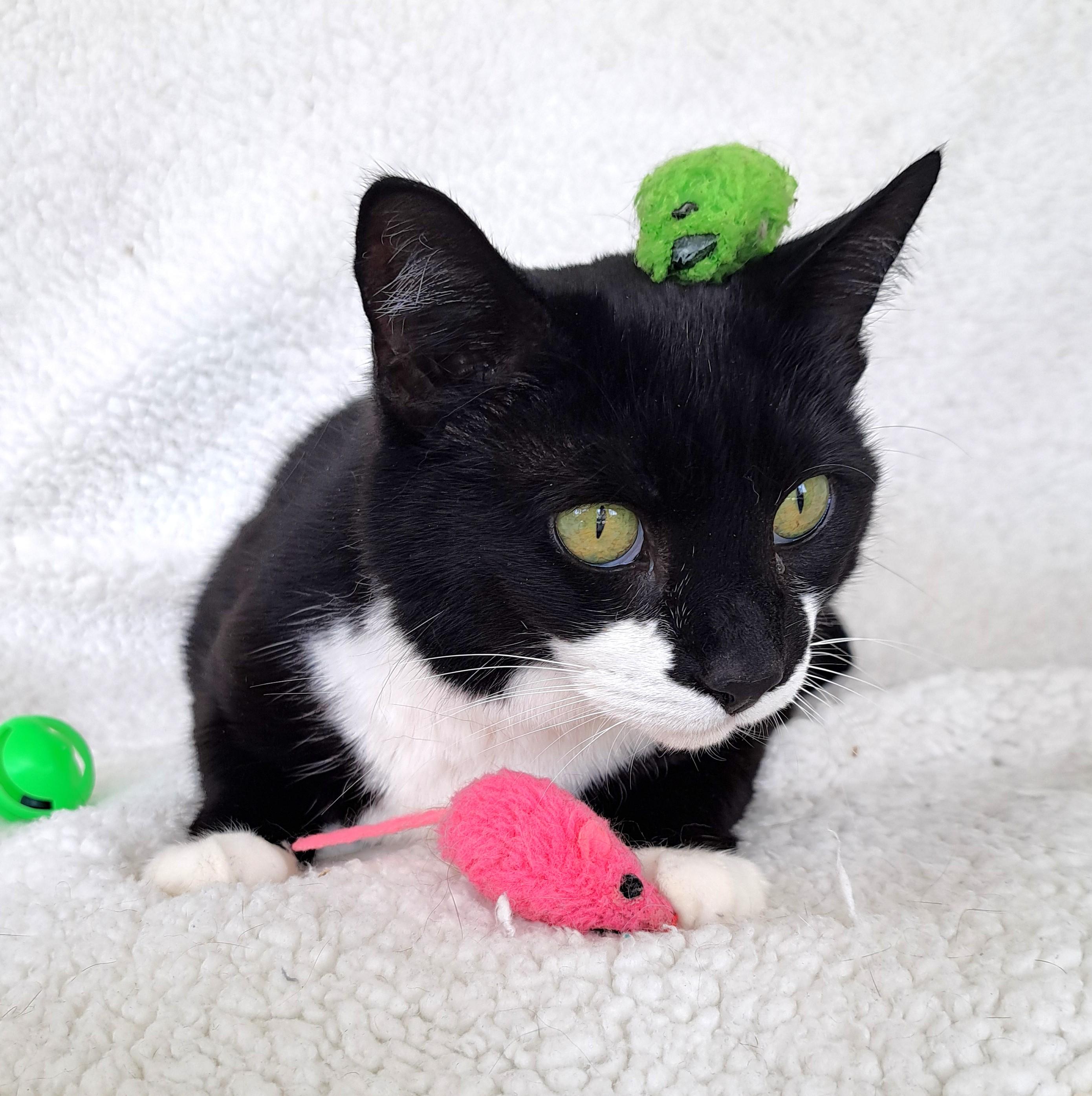 Enlarge Lacey, a Adoptable Tuxedo in New Albany, OH image 2/6