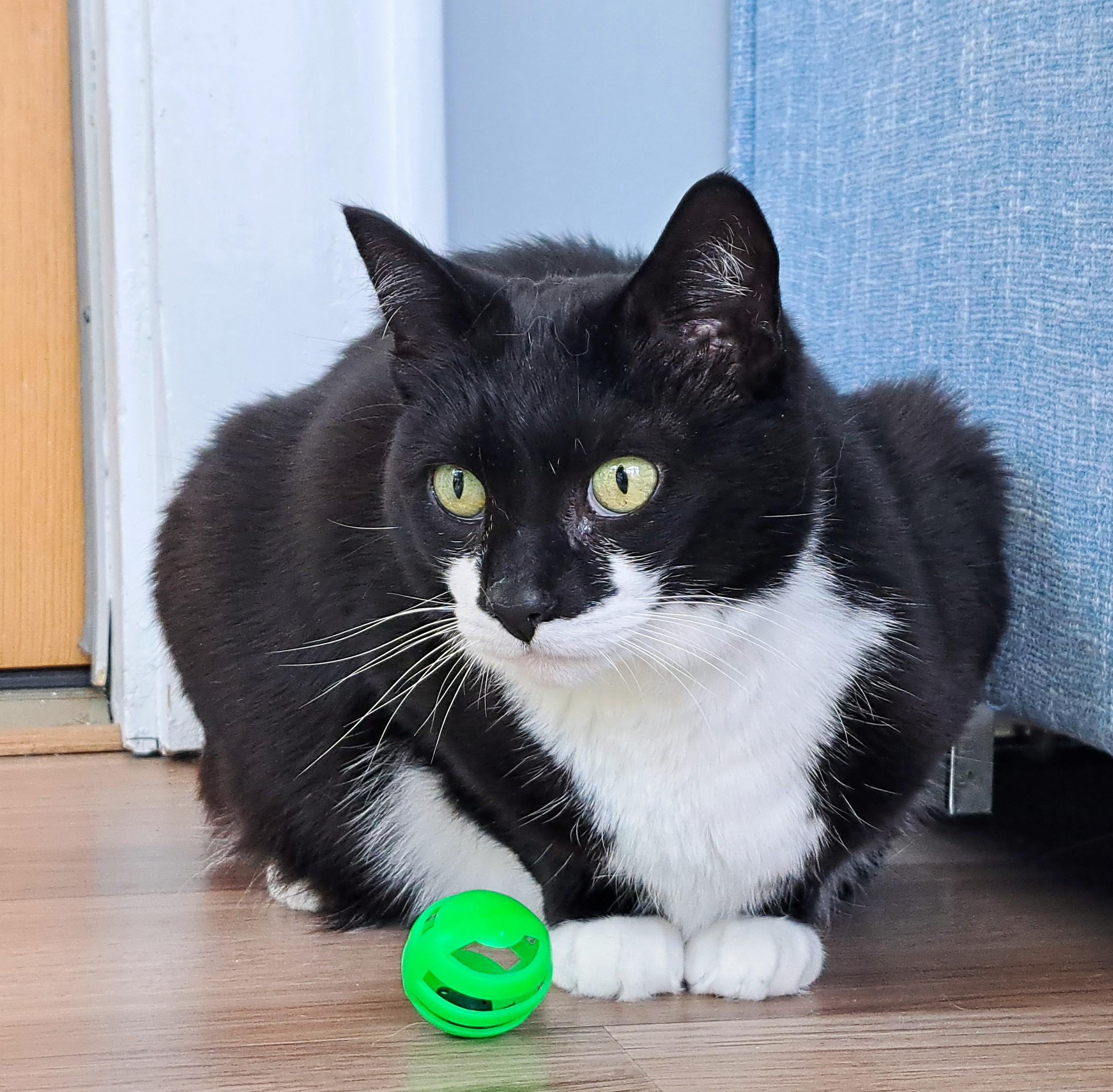 Enlarge Lacey, a Adoptable Tuxedo in New Albany, OH image 6/6