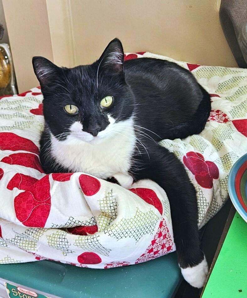 Enlarge Lacey, a Adoptable Tuxedo in New Albany, OH image 4/6
