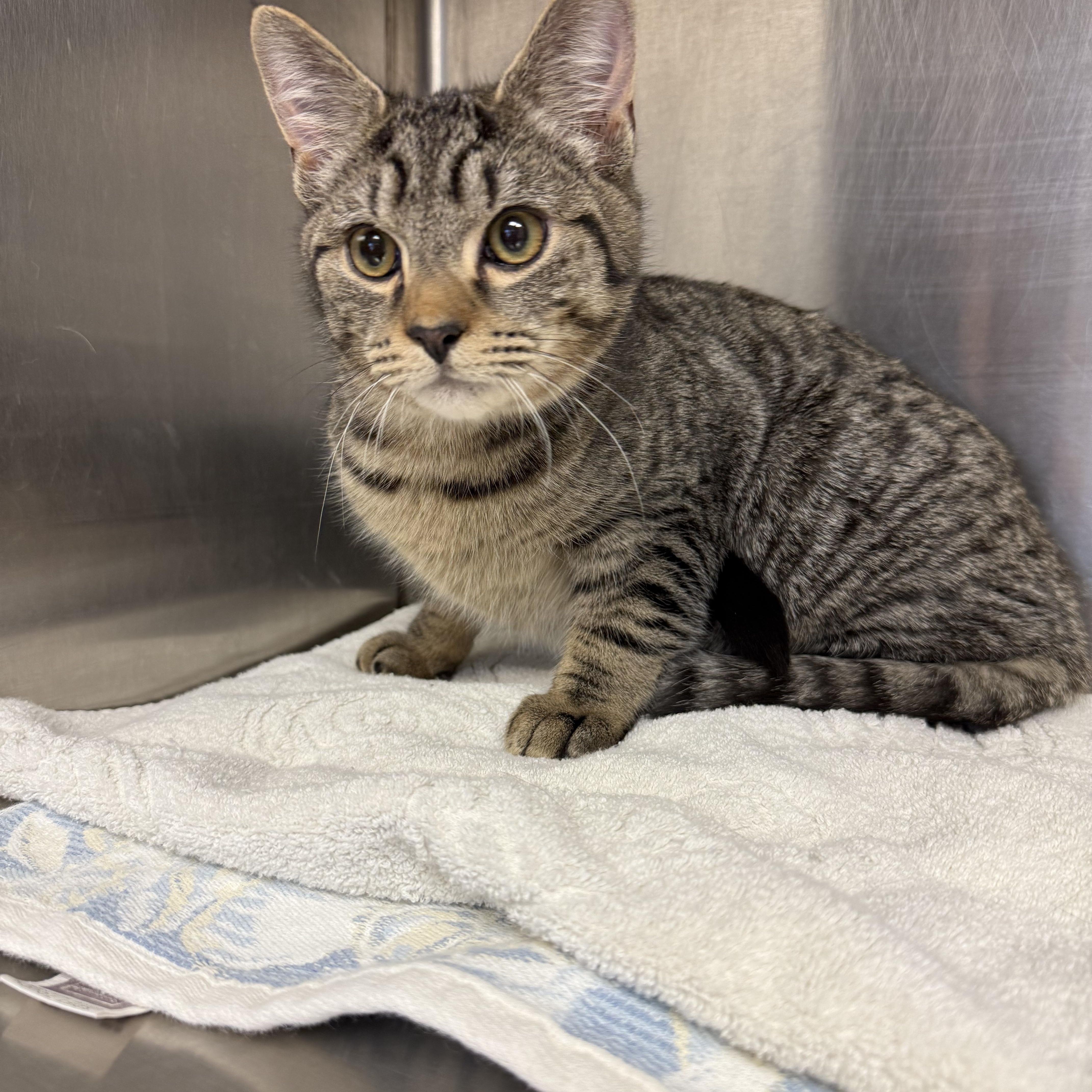 Enlarge Athena and Alfie, an adopted Tabby in East Falmouth, MA image 1/3