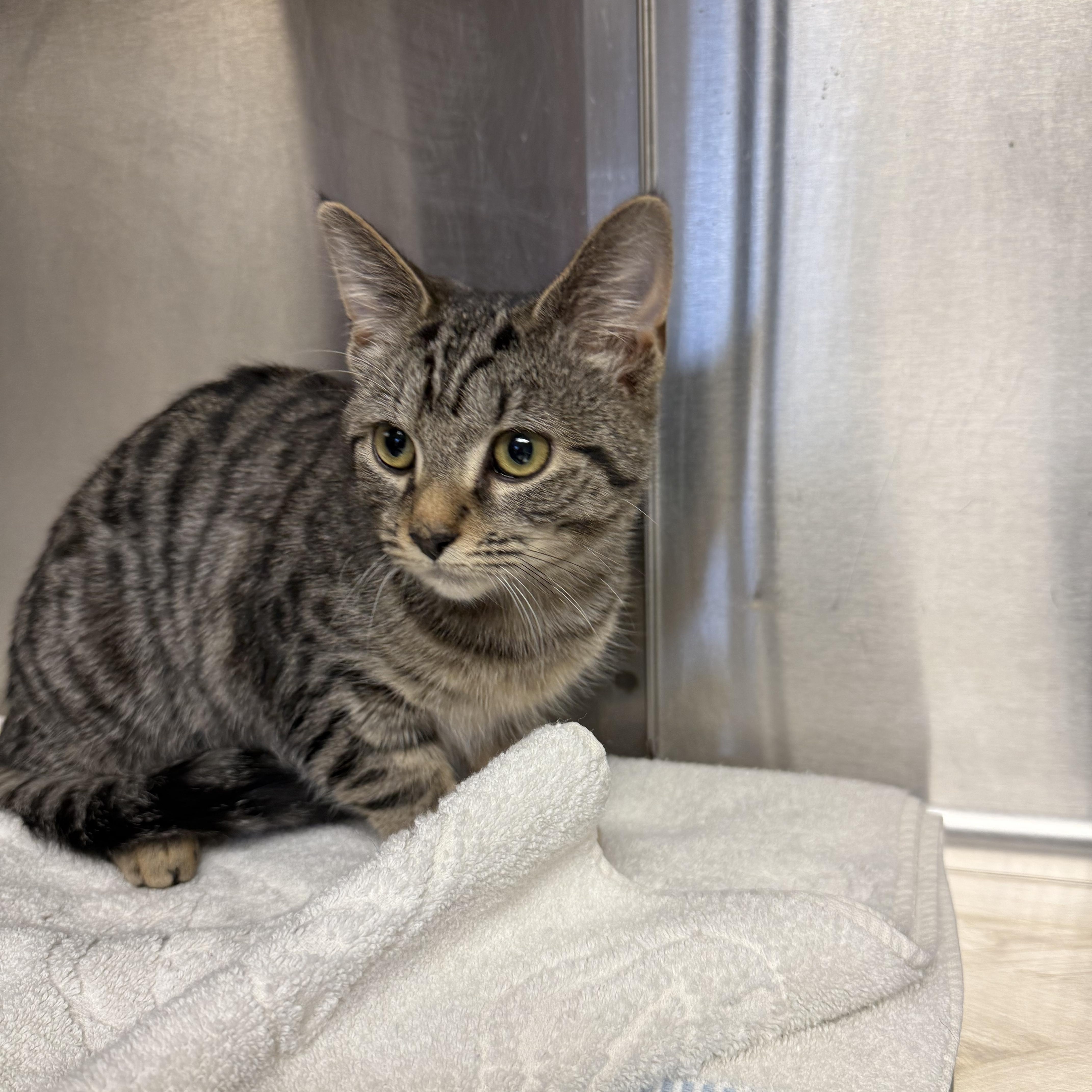 Enlarge Athena and Alfie, an adopted Tabby in East Falmouth, MA image 3/3