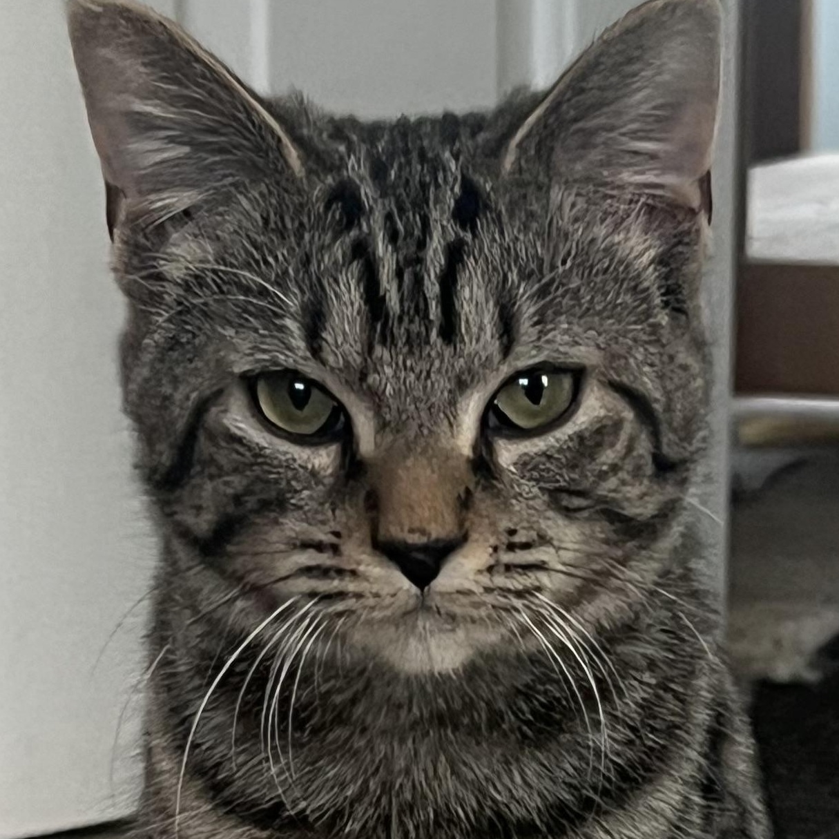 Enlarge Athena and Alfie, an adopted Tabby in East Falmouth, MA image 2/3