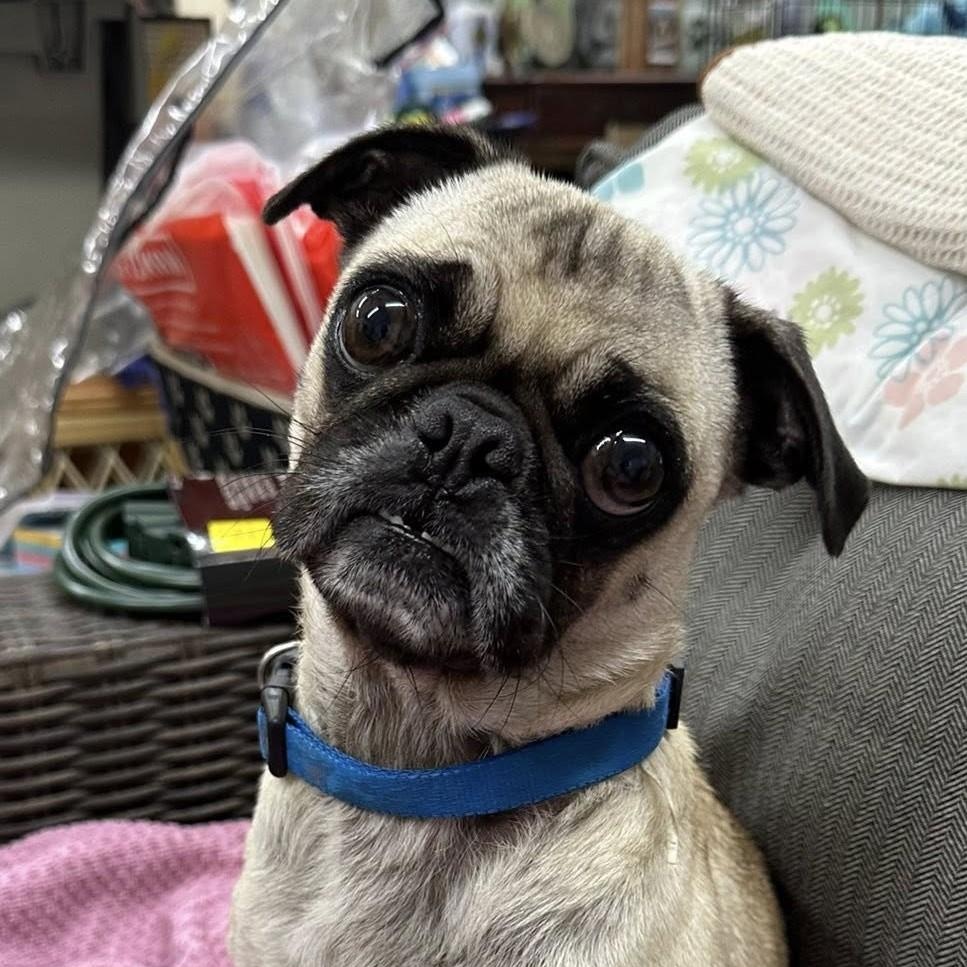 Roscoe, ADOPTABLE, Young Male Pug.
