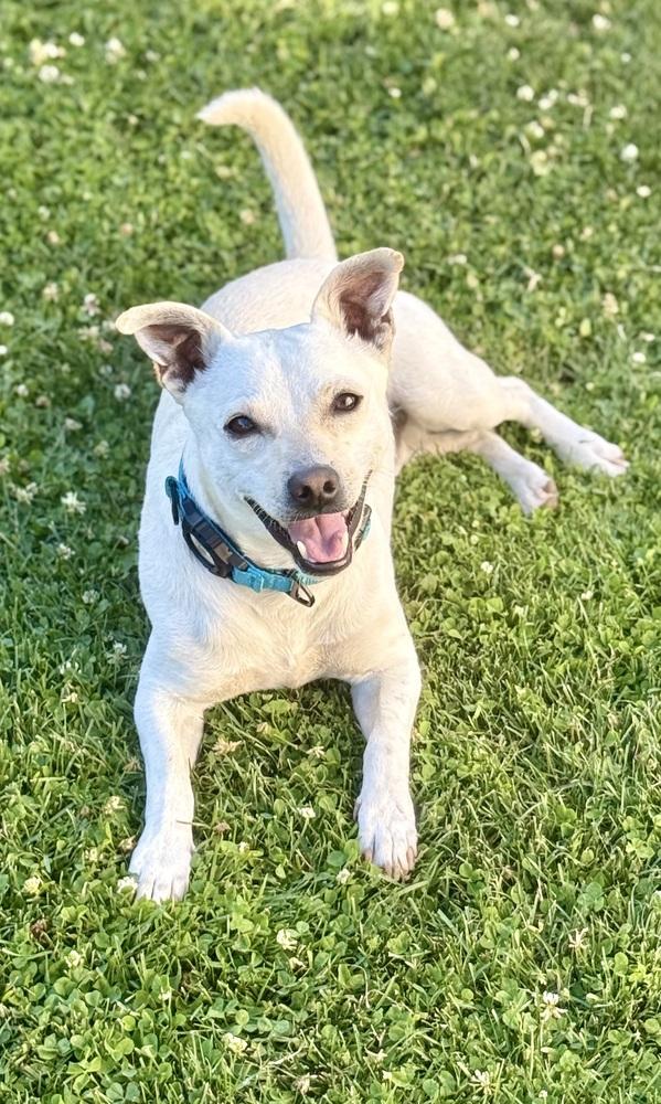 Enlarge Murtaugh, a Adoptable mixed breed in Portland, OR image 1/6