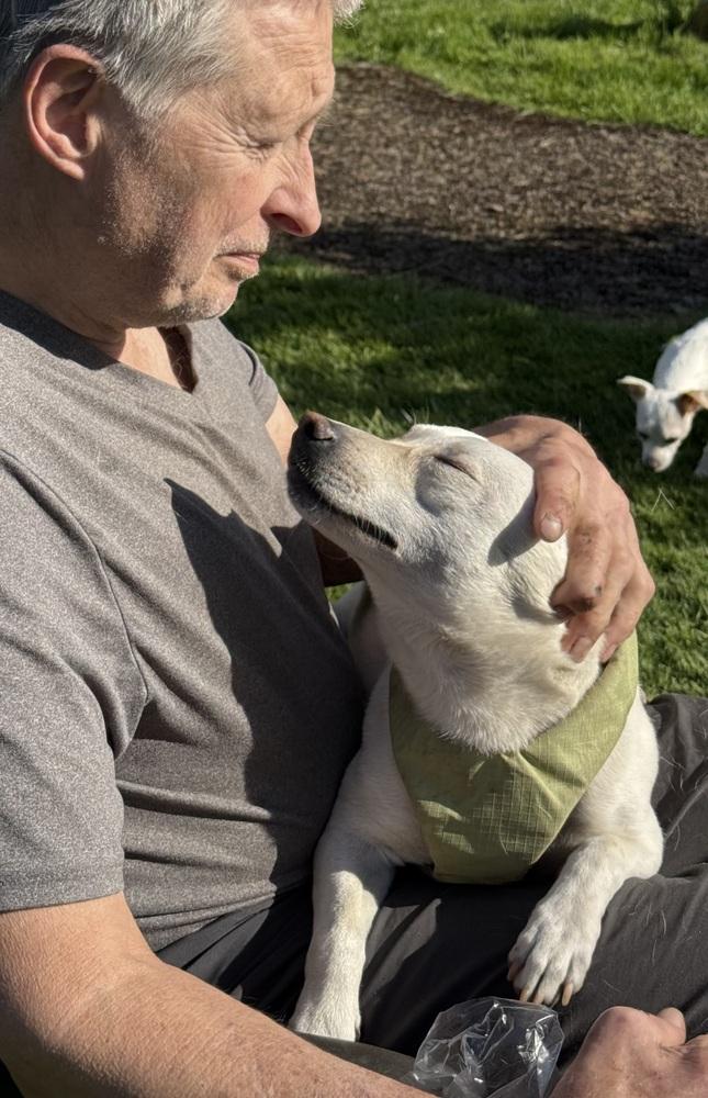 Enlarge Murtaugh, a Adoptable mixed breed in Portland, OR image 2/6