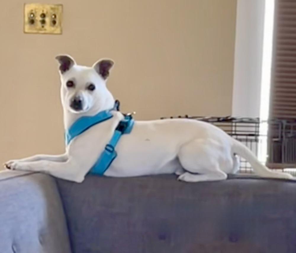 Enlarge Murtaugh, a Adoptable mixed breed in Portland, OR image 3/6