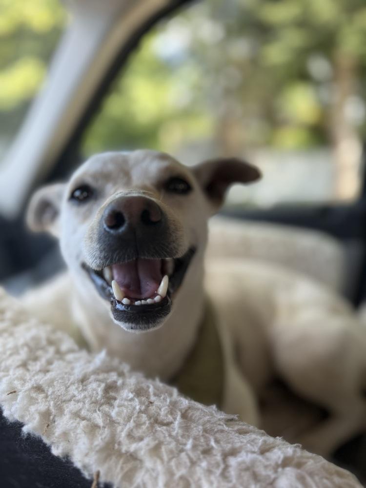 Enlarge Murtaugh, a Adoptable mixed breed in Portland, OR image 4/6