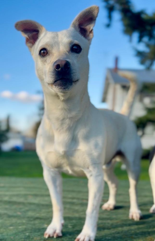 Enlarge Murtaugh, a Adoptable mixed breed in Portland, OR image 5/6