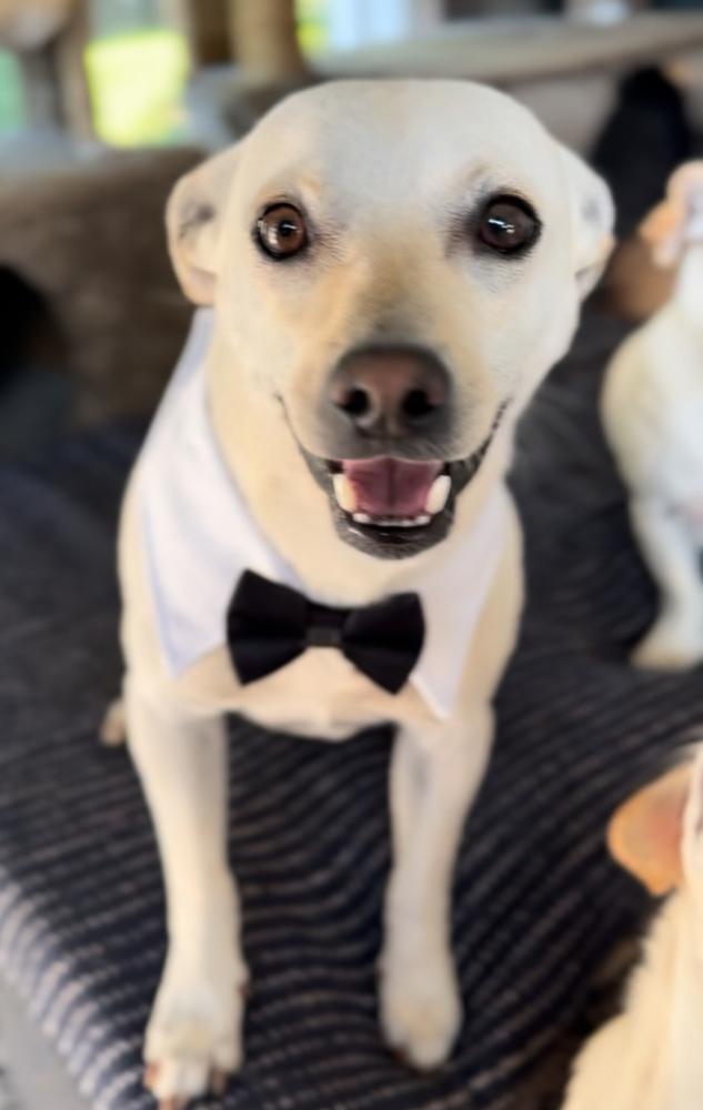 Enlarge Murtaugh, a Adoptable mixed breed in Portland, OR image 6/6