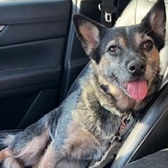 Annie, Adoptable, Adult Female Australian Cattle Dog / Blue Heeler.