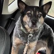 Annie, a Adoptable Australian Cattle Dog / Blue Heeler in Little Rock, AR image 2/6