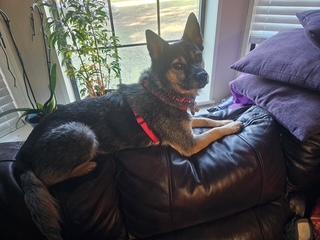 Annie, a Adoptable Australian Cattle Dog / Blue Heeler in Little Rock, AR image 3/6