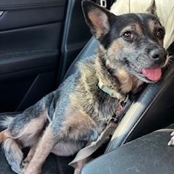 Annie, a Adoptable Australian Cattle Dog / Blue Heeler in Little Rock, AR image 4/6
