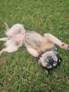 Annie, a Adoptable Australian Cattle Dog / Blue Heeler in Little Rock, AR image 5/6