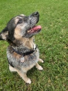 Annie, a Adoptable Australian Cattle Dog / Blue Heeler in Little Rock, AR image 6/6