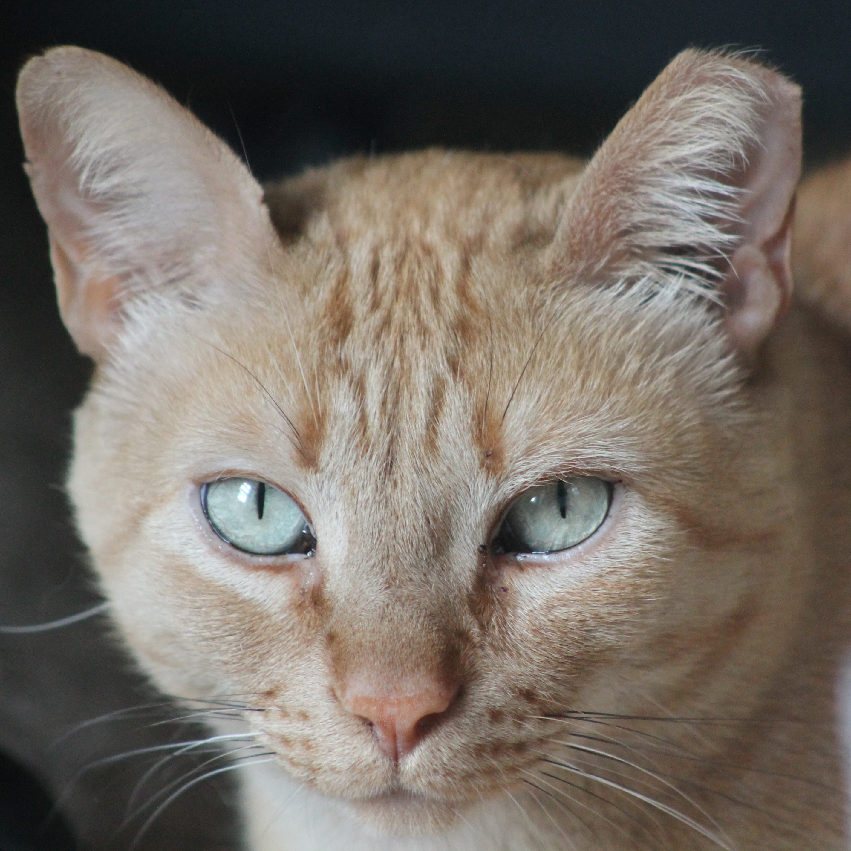 Stewie, a Adoptable Tabby in Mauldin, SC image 2/4