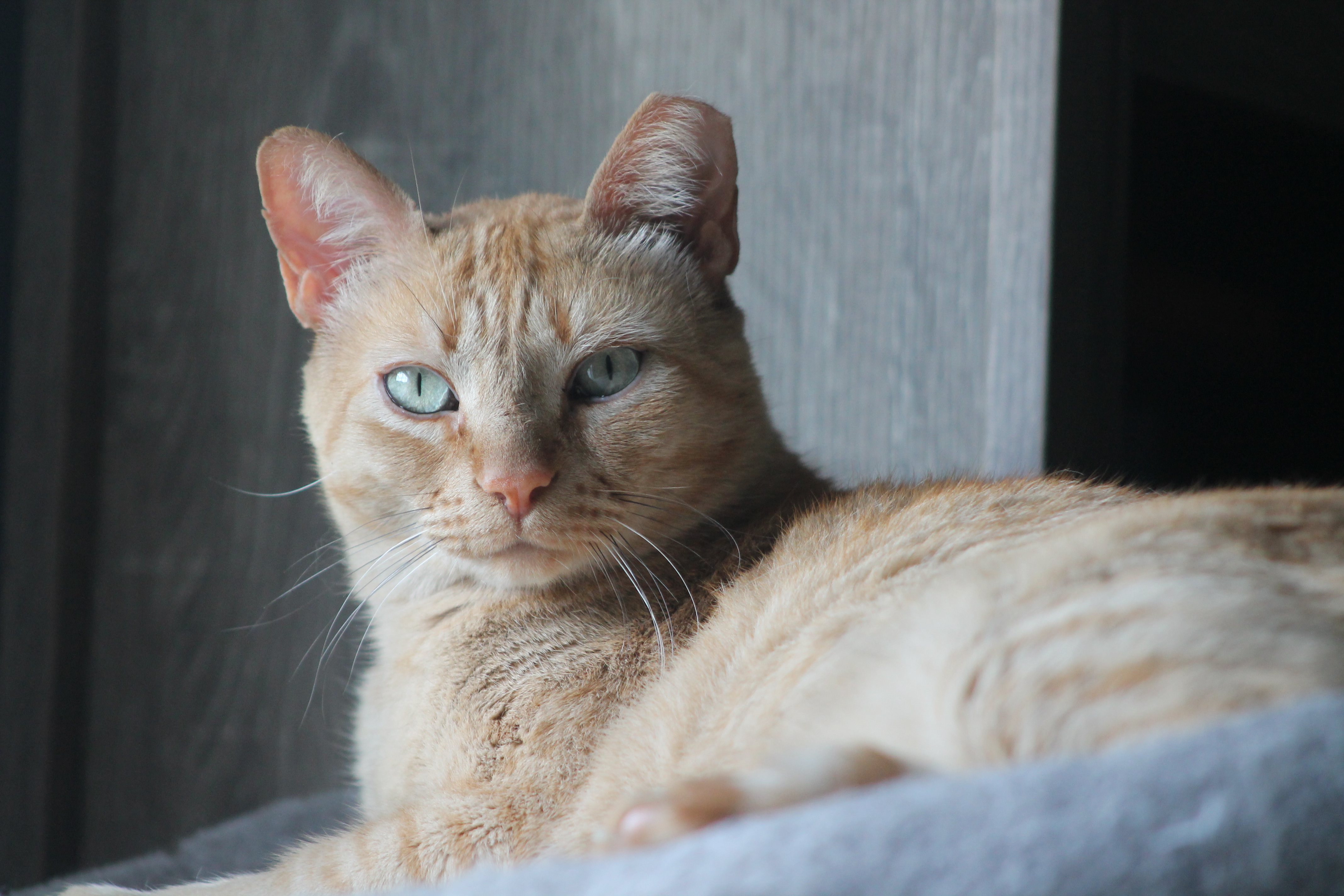 Stewie, a Adoptable Tabby in Mauldin, SC image 1/4