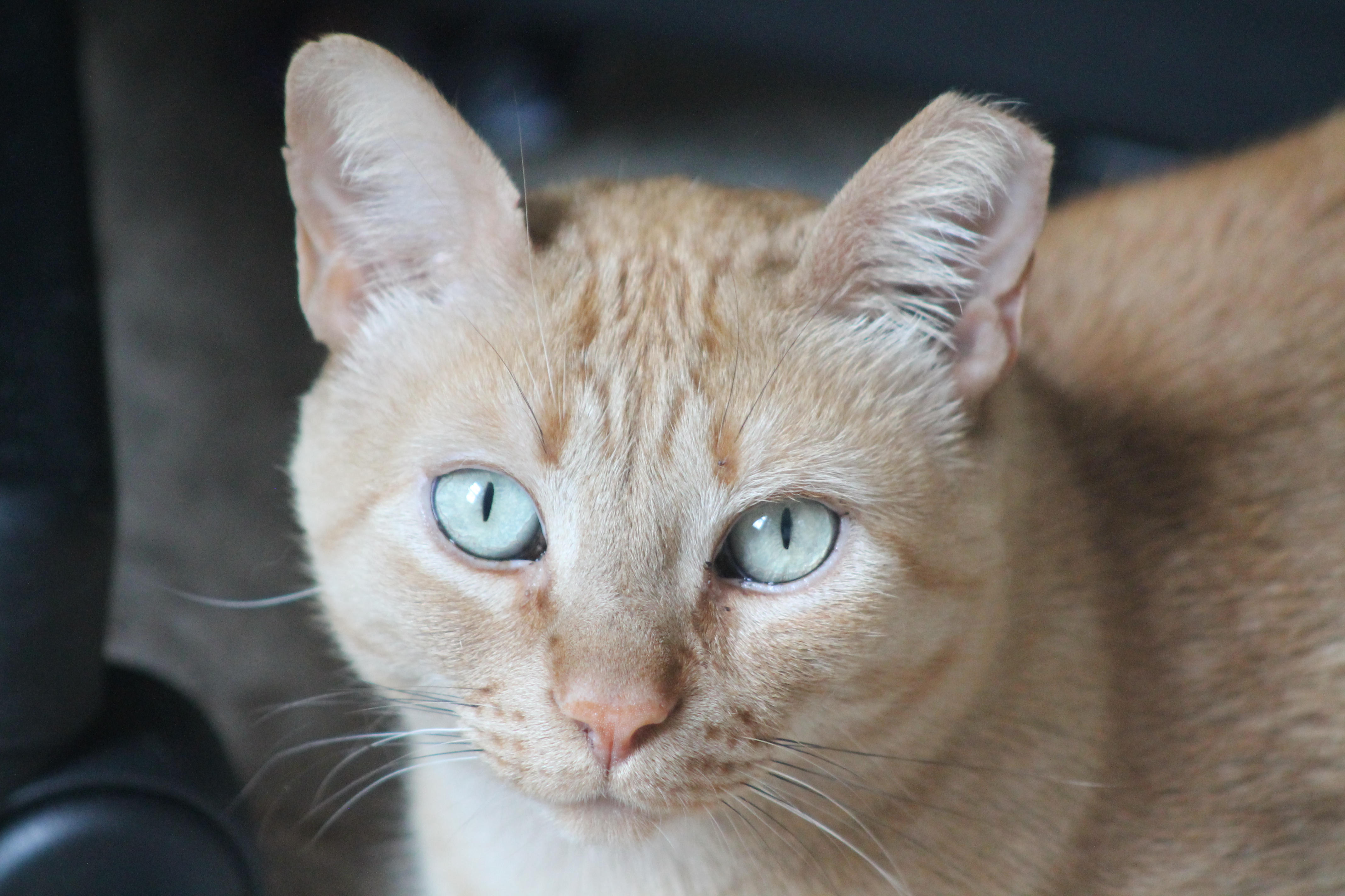 Stewie, a Adoptable Tabby in Mauldin, SC image 4/4
