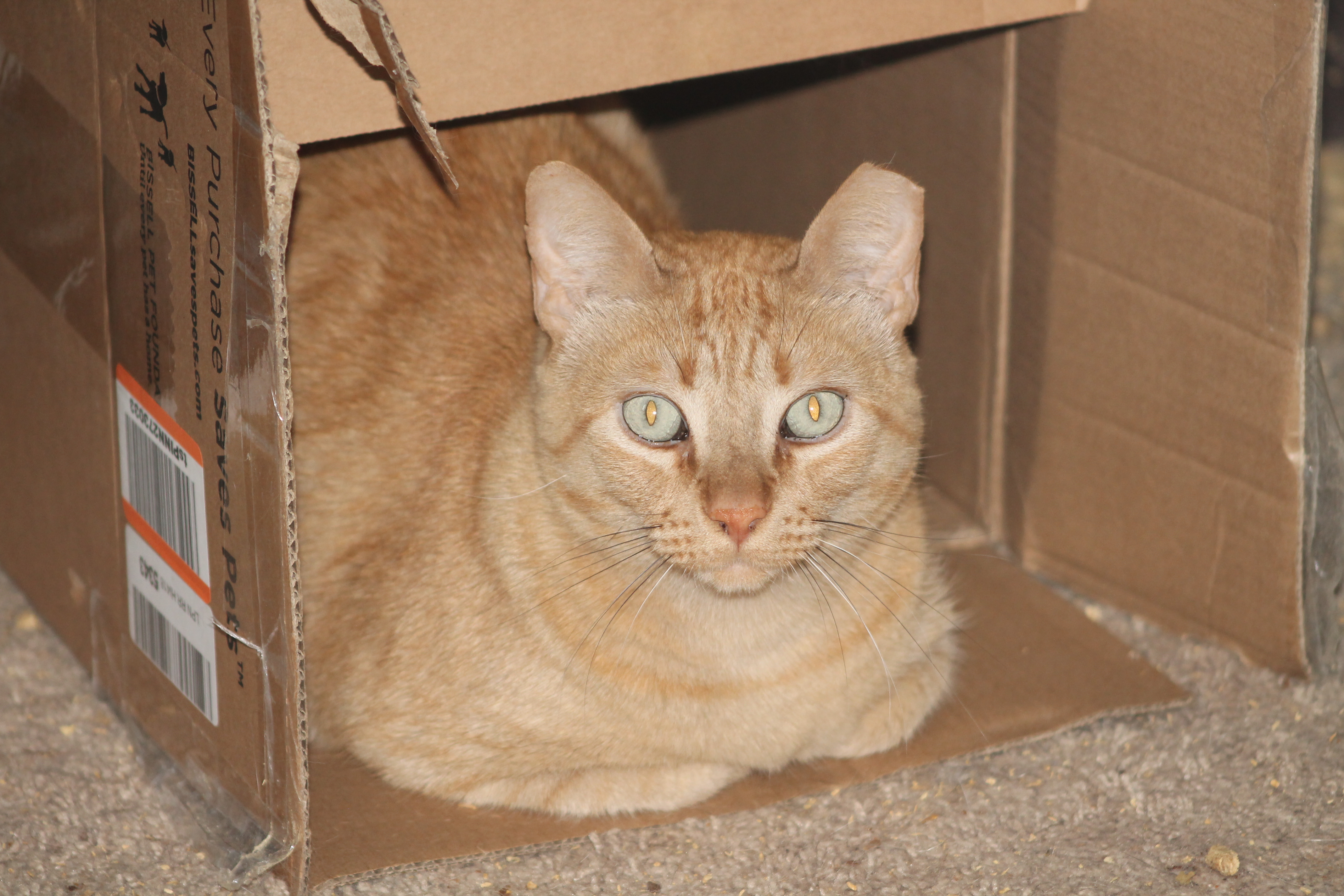 Stewie, a Adoptable Tabby in Mauldin, SC image 3/4