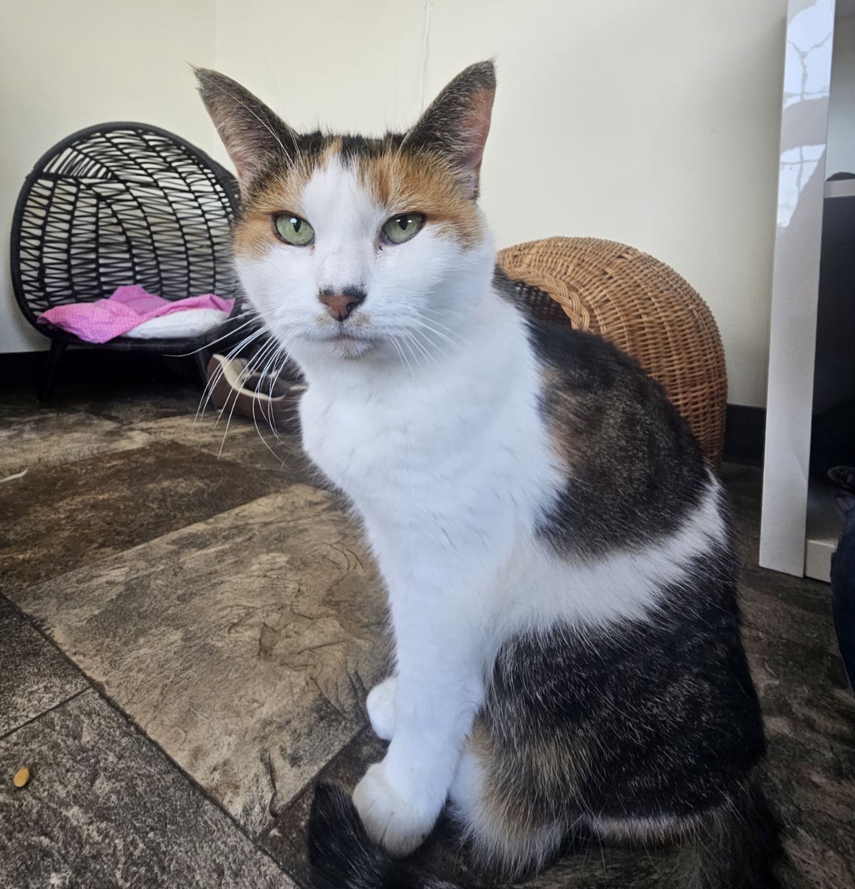 Koi, Adoptable, Adult Female Domestic Short Hair.