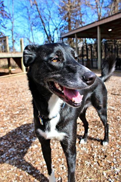 Tally — thumbnail 2