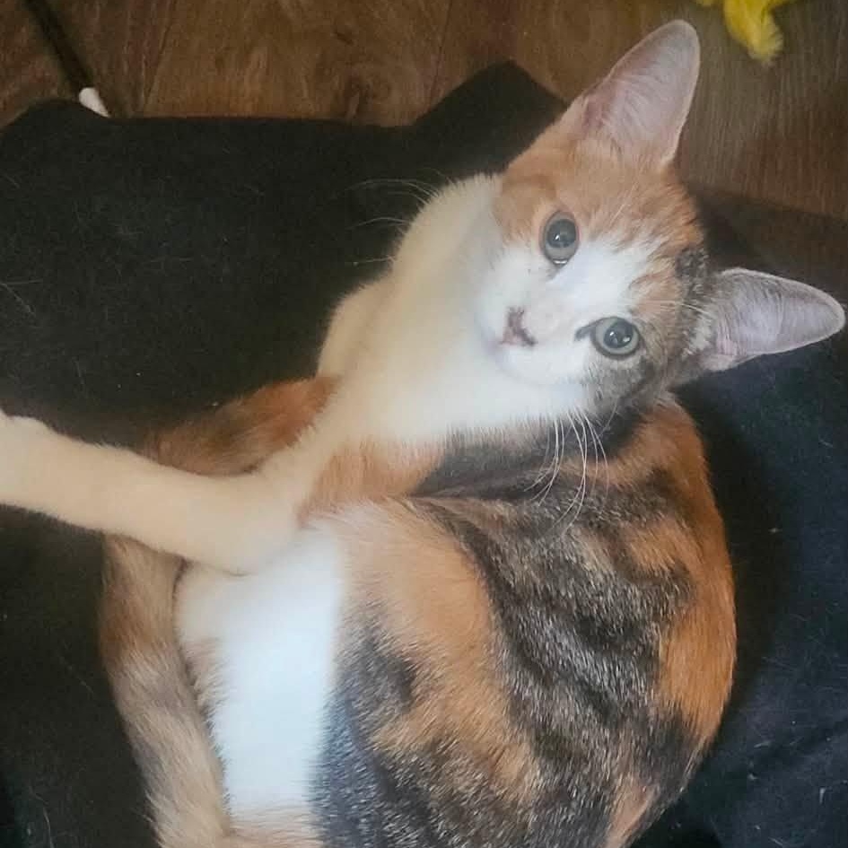 Piper, ADOPTABLE, Young Female Domestic Short Hair.