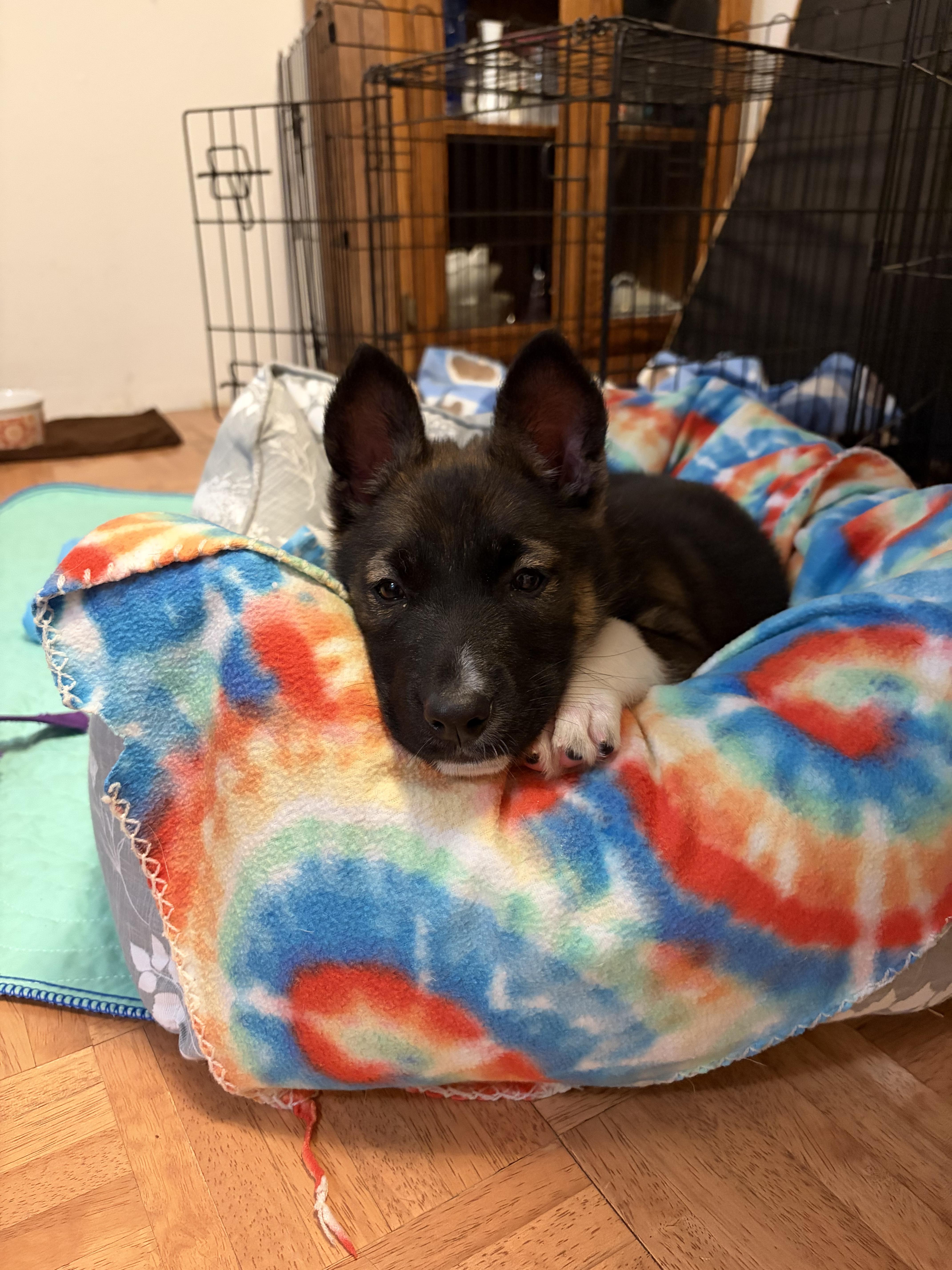 Enlarge Hershey, an adopted mixed breed in Santa Rosa, CA image 2/3