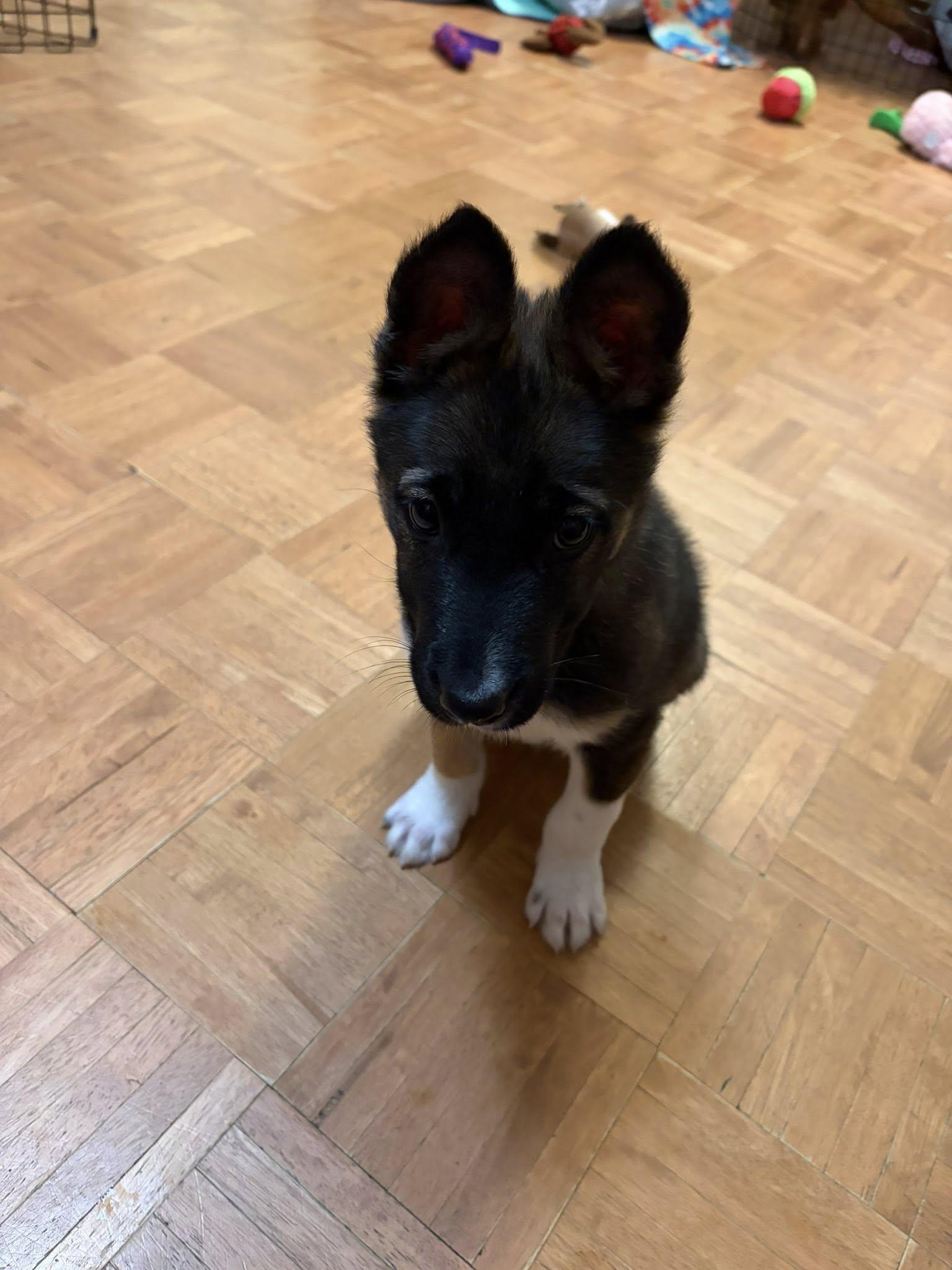 Enlarge Hershey, an adopted mixed breed in Santa Rosa, CA image 1/3