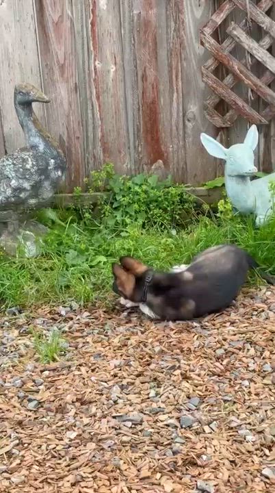 Enlarge Hershey, an adopted mixed breed in Santa Rosa, CA video 3/3