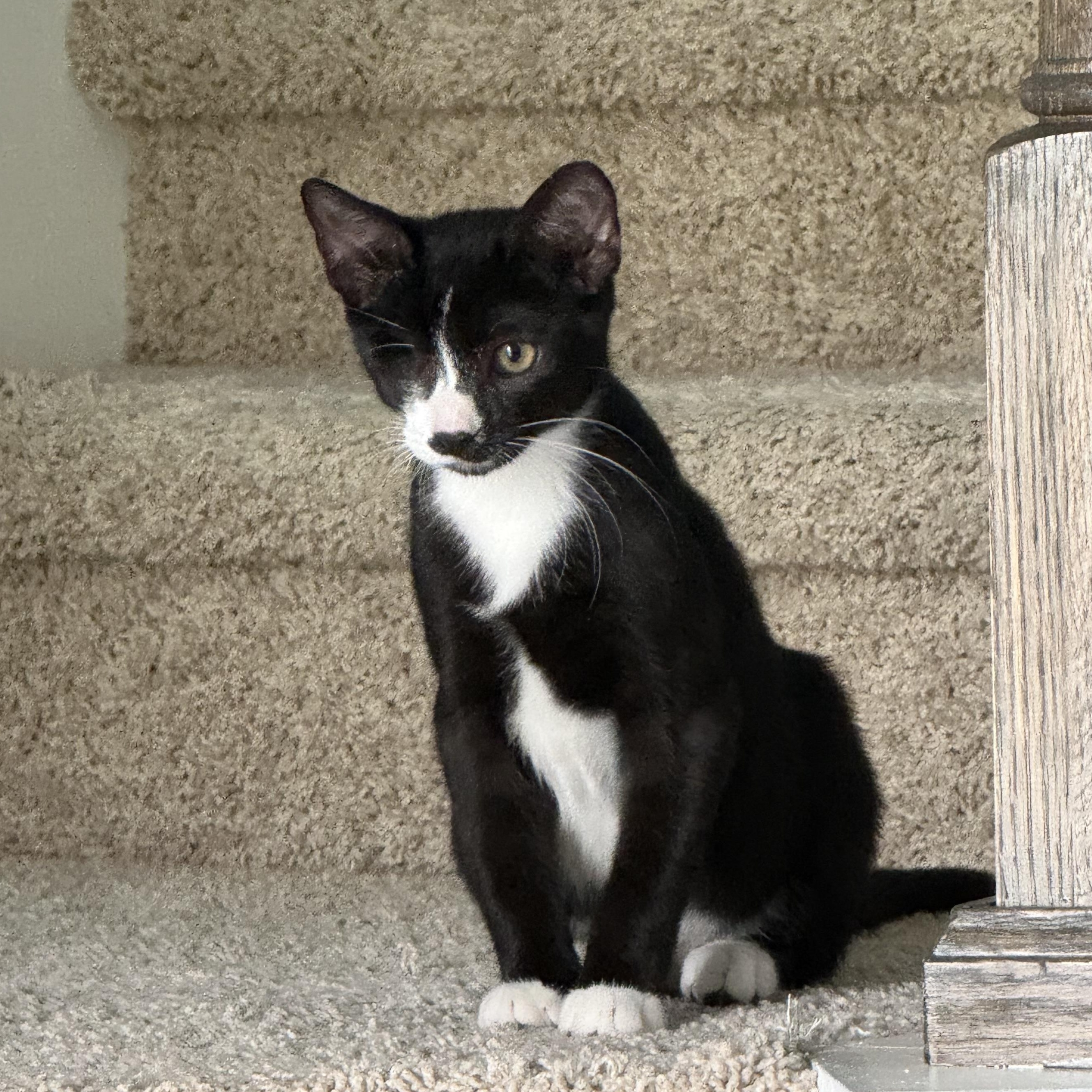 Enlarge Louie, a Adoptable Domestic Short Hair in jacksonville, FL image 4/5