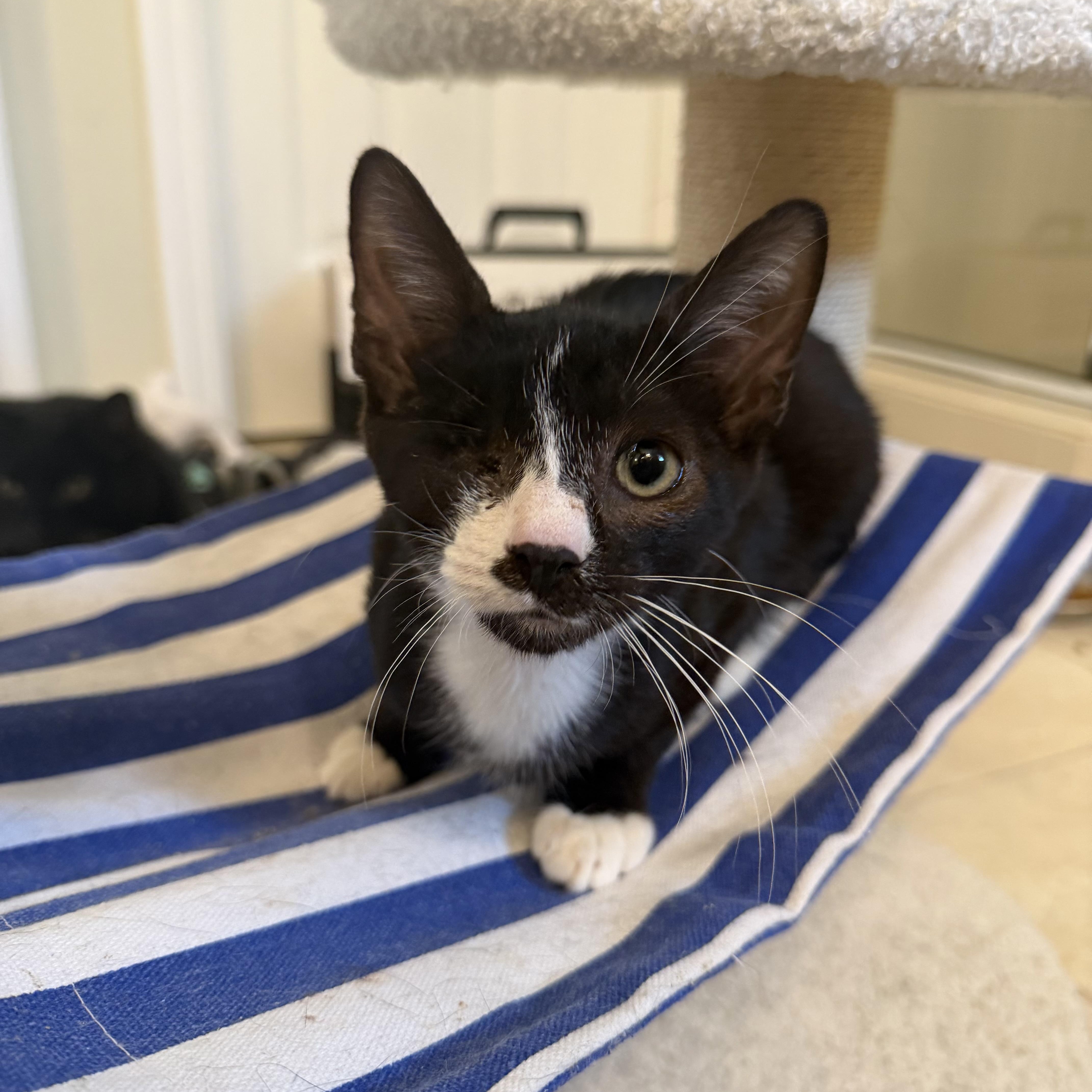 Enlarge Louie, a Adoptable Domestic Short Hair in jacksonville, FL image 1/5