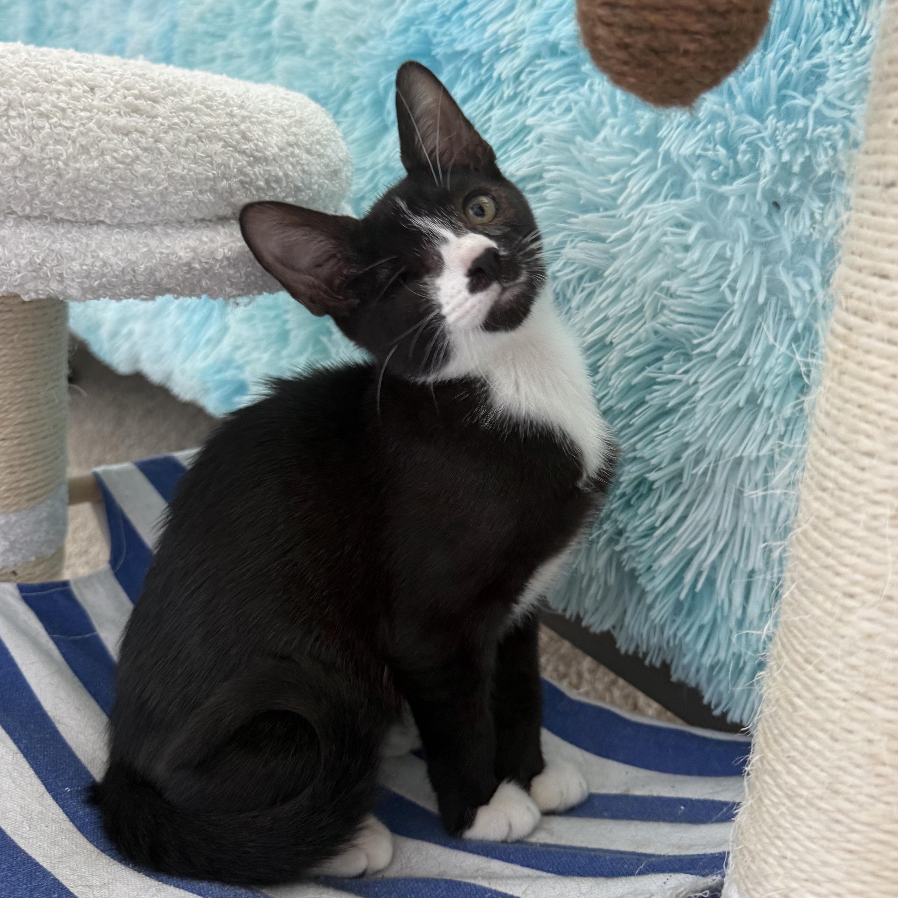 Enlarge Louie, a Adoptable Domestic Short Hair in jacksonville, FL image 3/5