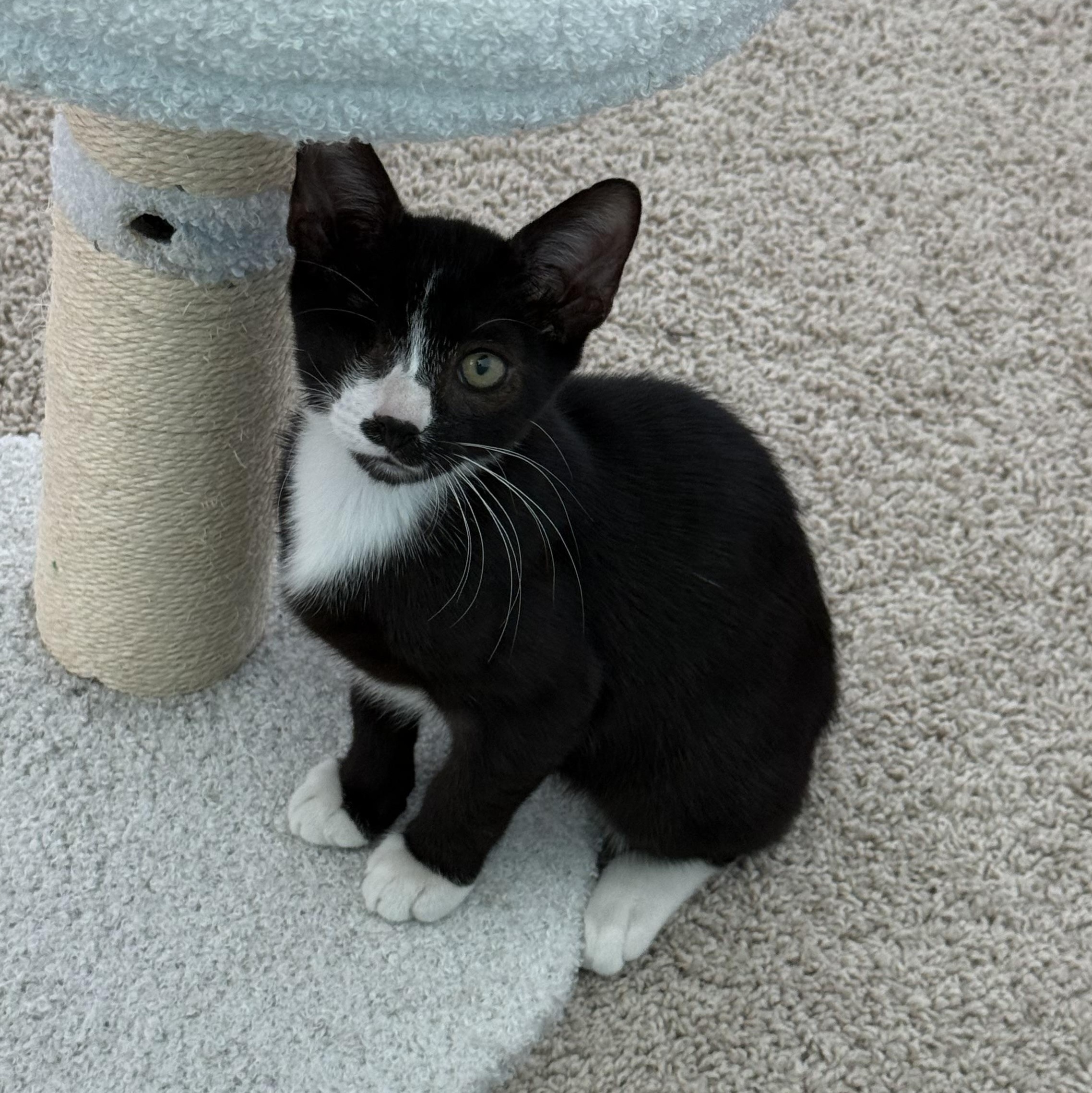 Enlarge Louie, a Adoptable Domestic Short Hair in jacksonville, FL image 5/5
