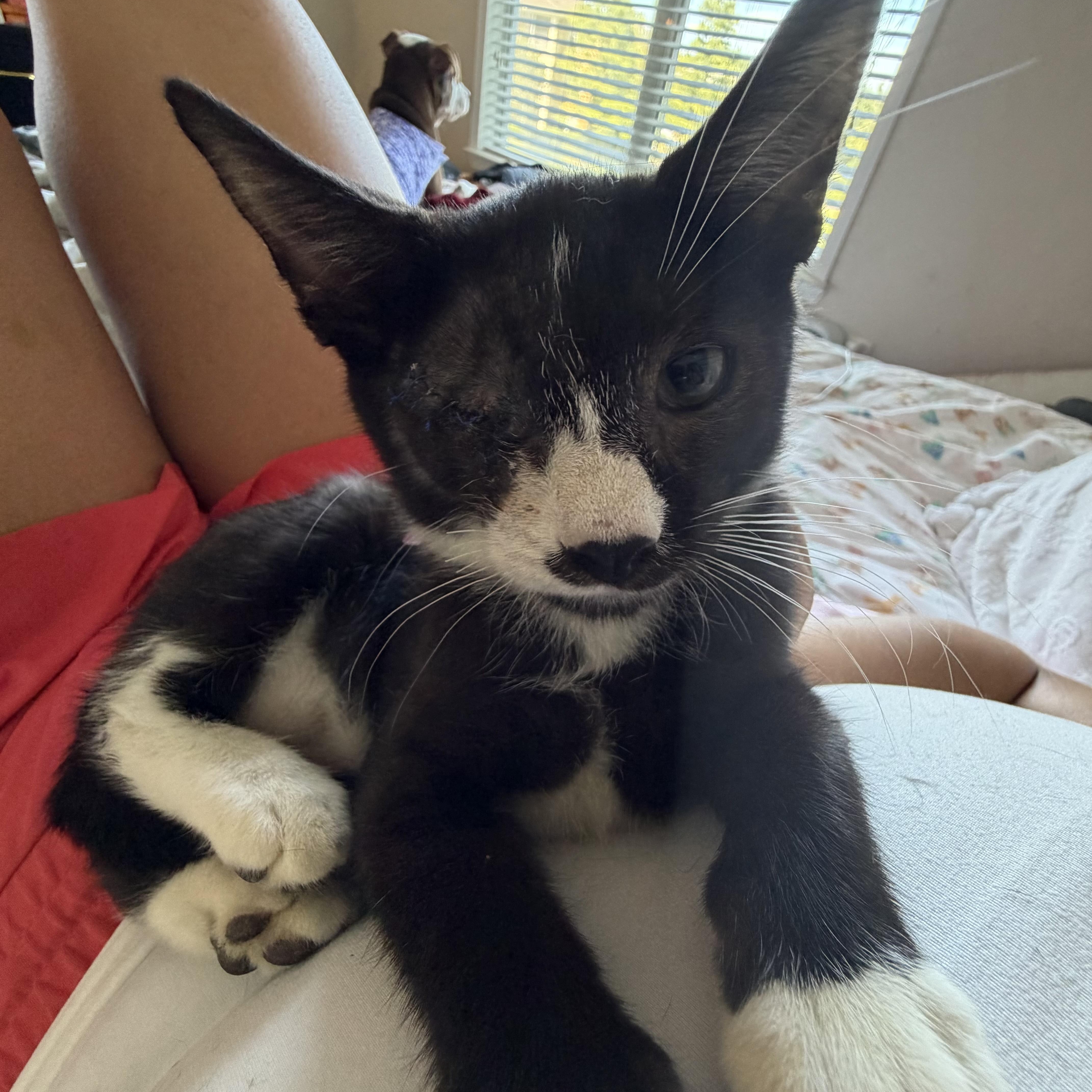 Enlarge Louie, a Adoptable Domestic Short Hair in jacksonville, FL image 2/5