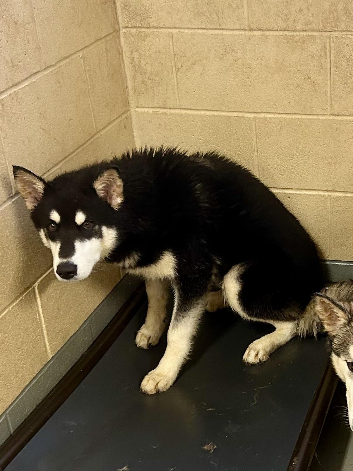 Loki (bonded with Thor), a Adoptable Husky in Franklin, KY image 4/4