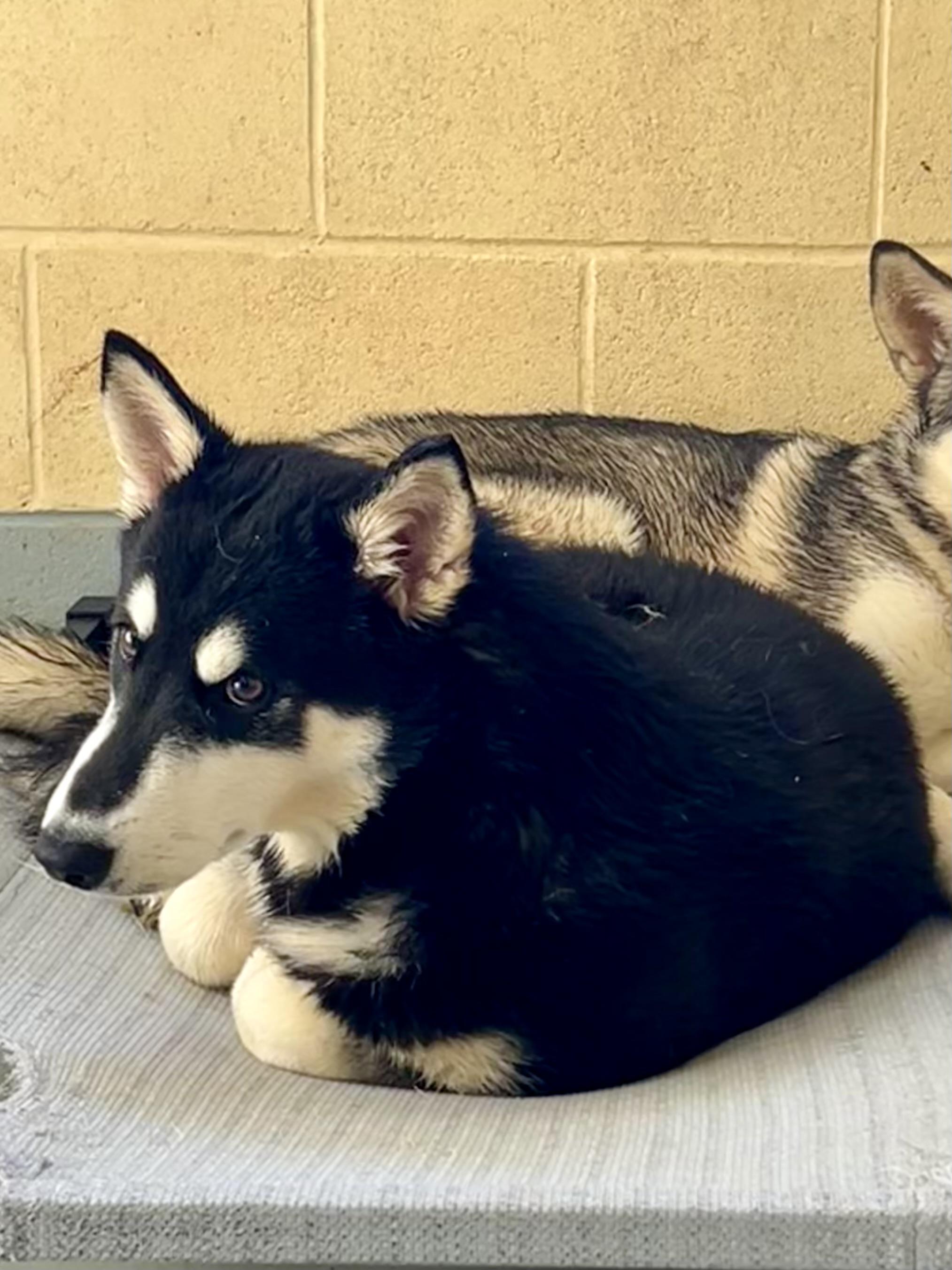 Loki (bonded with Thor), Adoptable, Young Male Husky.