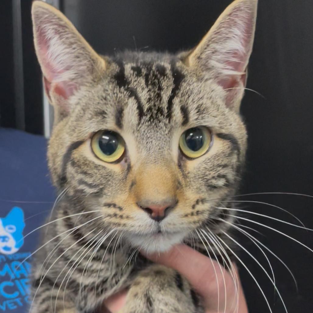 Shiloh, Adoptable, Adult Male Domestic Short Hair.