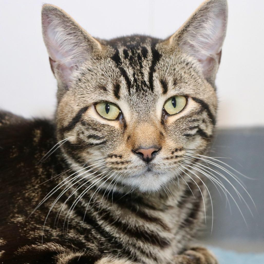 Enlarge Shiloh, a Adoptable Domestic Short Hair in Allentown, PA image 2/2
