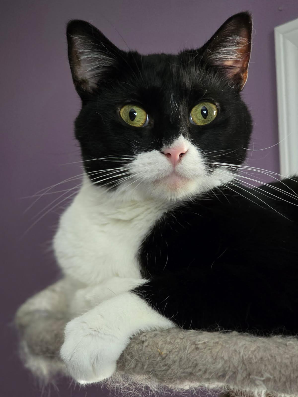 Rosita, ADOPTABLE, Young Female Domestic Short Hair.